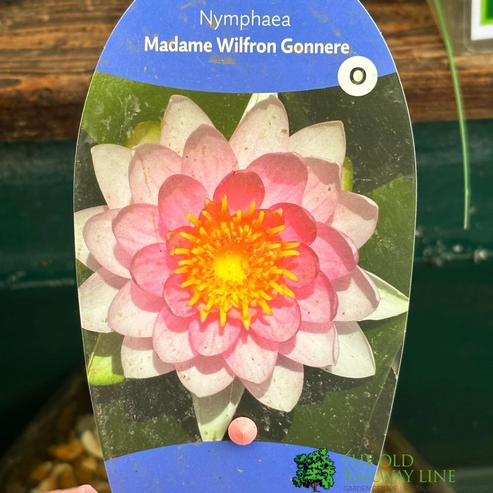 Water Lily Nymphaea Madame Wilfron Gonnere Pond Plant 3Ltr Pot 3 Water Lily Nymphaea Madame Wilfron Gonnere Pond Plant 3Ltr Pot