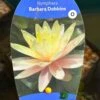 Water Lily Nymphaea Barbara Dobbins Pond Plant 3Ltr 1 Water Lily Nymphaea Barbara Dobbins Pond Plant 3Ltr -Wolf-Garten Store 755598930863