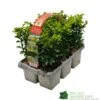 Buxus Sempervirens 6 Pack Of Plants -Wolf-Garten Store 8712044907956