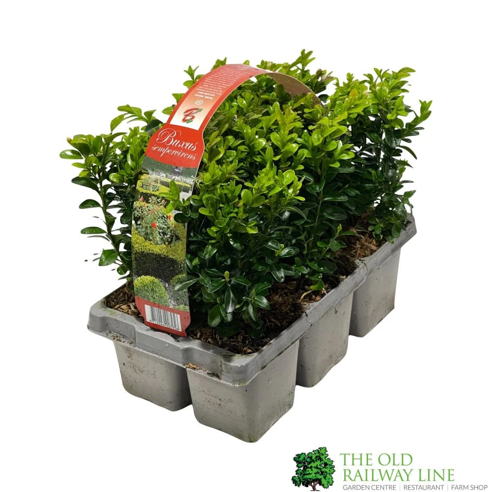 Buxus Sempervirens 6 Pack Of Plants 3 Buxus Sempervirens 6 Pack Of Plants