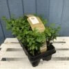Buxus Six Pack Box Plants (NL) 1 Buxus Six Pack Box Plants (NL) -Wolf-Garten Store 8718985043241 bae4fb67 9fd0 49de a2dc 544820f6468b