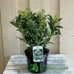 Skimmia Japonica 'Fragrant Cloud' 2Ltr Pot (NL) -Wolf-Garten Store 8718985102719 2