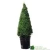 Buxus Pyramid Topiary Plant 22cm Pot -Wolf-Garten Store 8718985492360 2a862edb 6912 4bf6 ba7b 51f24962f89e