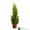 Cupressus Goldcrest 'Wilma' Pyramid 23cm Pot (NL) 1 Cupressus Goldcrest 'Wilma' Pyramid 23cm Pot (NL) -Wolf-Garten Store 8718985830919 dddf7b2d 8ab5 4fb4 b8dc da67bfd9d59a