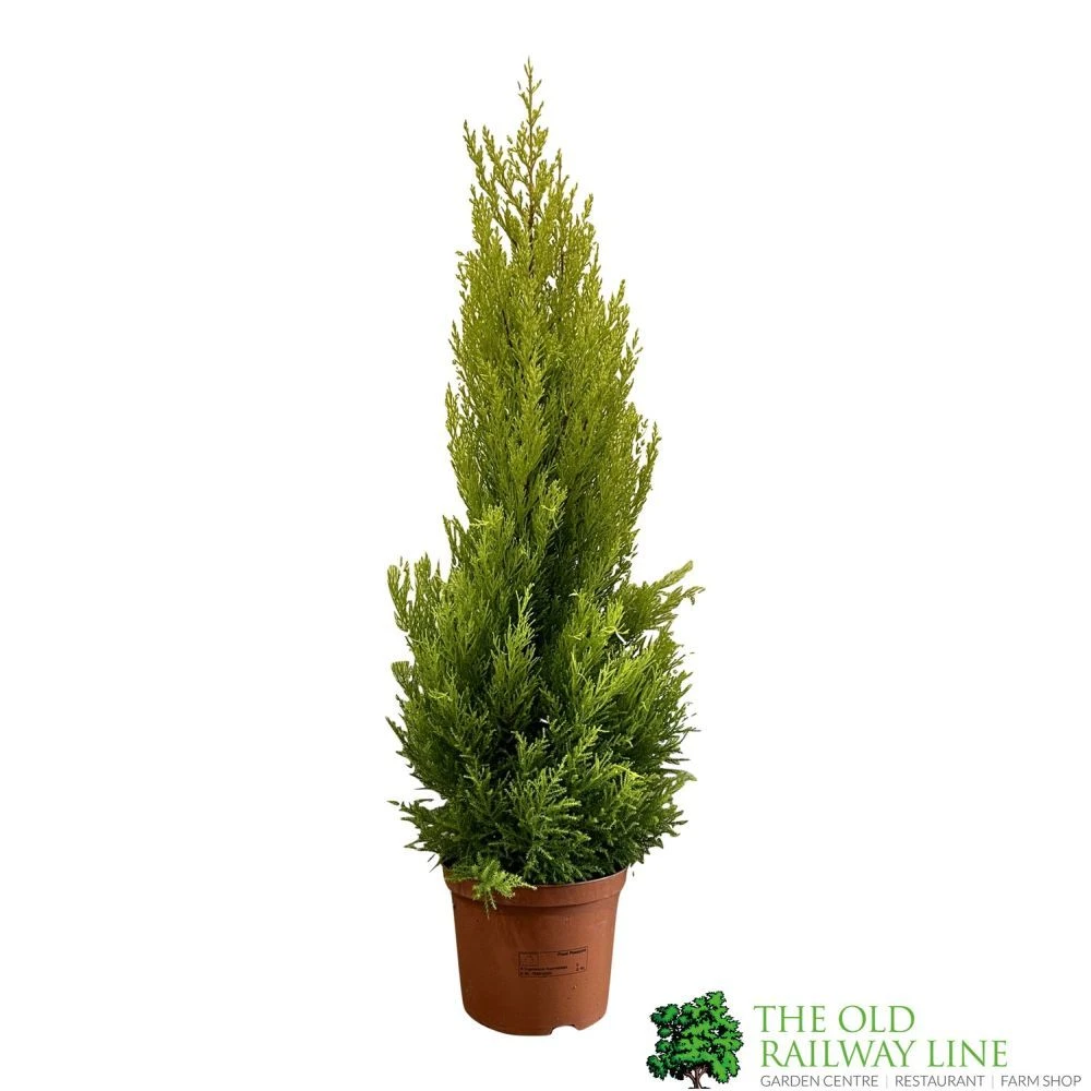 Cupressus Goldcrest 'Wilma' Pyramid 23cm Pot (NL) 3 Cupressus Goldcrest 'Wilma' Pyramid 23cm Pot (NL)