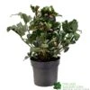 Hellebore 'Angel Glow' Helleborus Plant 3Ltr Pot 1 Hellebore 'Angel Glow' Helleborus Plant 3Ltr Pot -Wolf-Garten Store 8719323105263