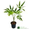 Fatsia Polycarpa 'Green Fingers' 2Ltr Pot 1 Fatsia Polycarpa 'Green Fingers' 2Ltr Pot -Wolf-Garten Store 8719323730861