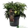 Hellebore 'Dacaya' Helleborus Plant 3Ltr Pot 2 Hellebore 'Dacaya' Helleborus Plant 3Ltr Pot -Wolf-Garten Store 8719323773011