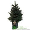 Picea 'Super Blue' 7.5Ltr Pot (NL) -Wolf-Garten Store 8719562228259
