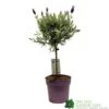 Lavandula 'Anouk' Lavender Tree 15cm Pot -Wolf-Garten Store 8720496288905