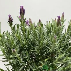 Lavandula 'Anouk' Lavender Tree 15cm Pot -Wolf-Garten Store 8720496288905 2