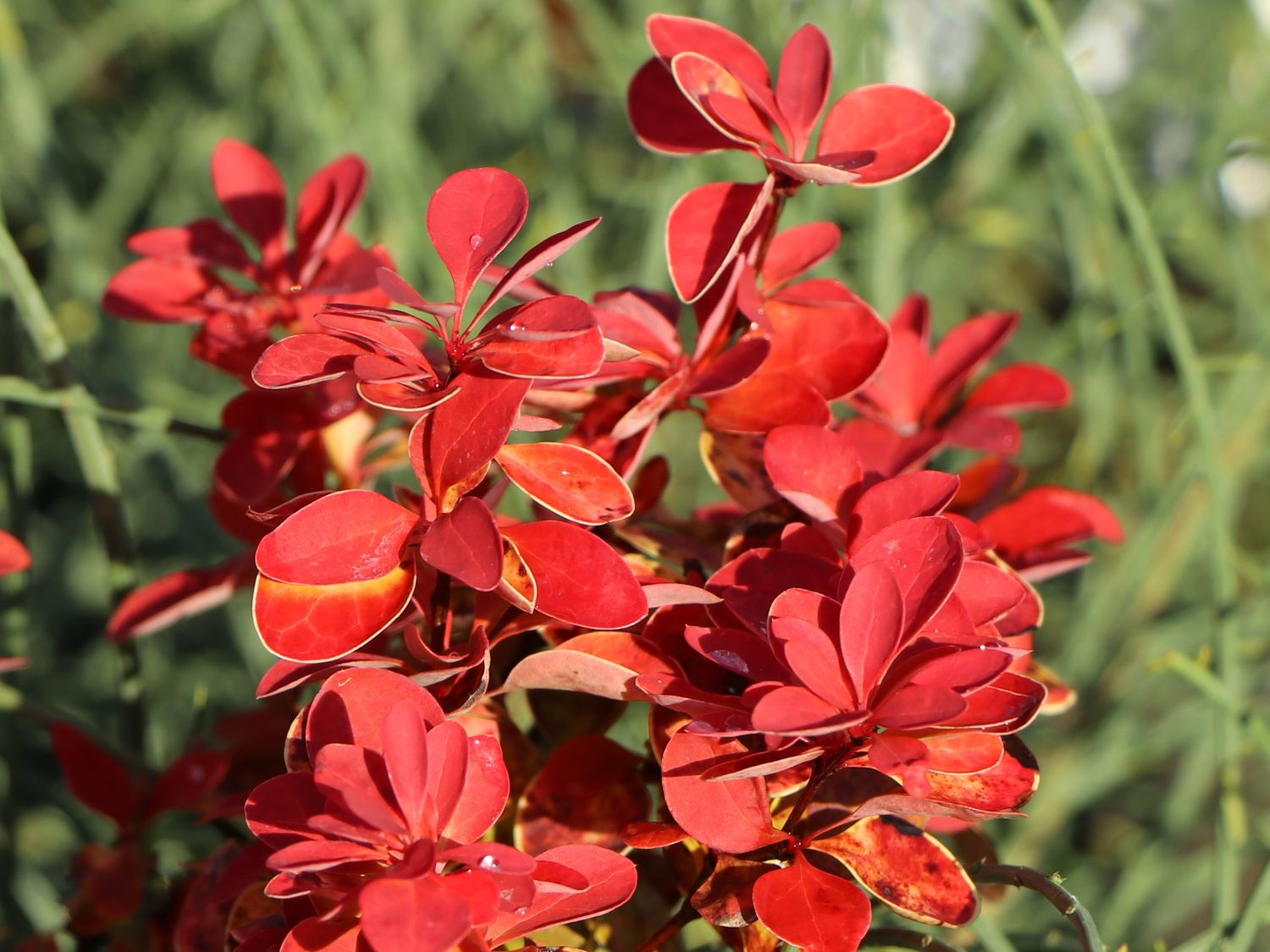 Wolf-Garten Store -Wolf-Garten Store berberitze orange ice m114945 w 0